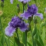 Iris × germanica Kwiat