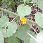 Abutilon indicum Кара