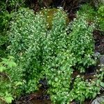 Arabidopsis cebennensis Libunga