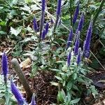 Veronica spicata Hábito