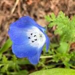 Nemophila menziesii Květ