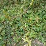 Erechtites hieraciifoliusLeaf