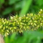 Setaria verticillata Blüte