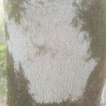 Betula maximowicziana 樹皮