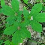 Panax quinquefolius Blad