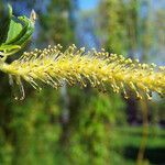Salix babylonica Flor