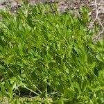 Ranunculus lateriflorus Habit