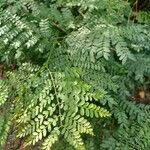 Jacaranda mimosifolia Blad