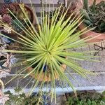 Agave stricta ഇല