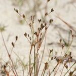 Juncus tenageia Sonstige