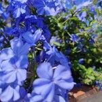 Plumbago auriculataFlower