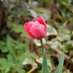 Tulipa agenensis Λουλούδι