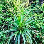 Dracaena cochinchinensis Flower