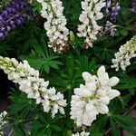Lupinus albus Flor