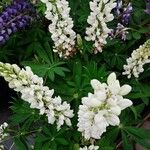 Lupinus albus Цвят