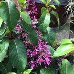 Fuchsia paniculata ഇല