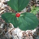 Trillium undulatum برگ