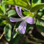 Barleria volkensii Flower