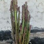 Euphorbia trigona Feuille