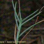 Poa cenisia Blad