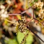 Aethusa cynapium Fruit