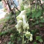 Aconitum lycoctonum Flower
