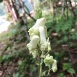 Aconitum lycoctonum Žiedas