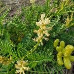 Astragalus pomonensis Квітка