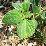 Lantana viburnoides Liść