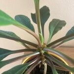 Euphorbia canutii
