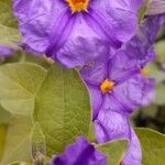 Lycianthes rantonnetii花