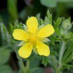 Potentilla argentea Цвят