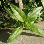 Guizotia abyssinica Blatt