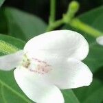Hydrangea chinensis Flower