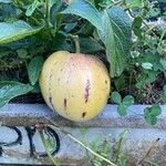 Solanum muricatum Fruto