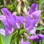 Lathyrus filiformis Blomst