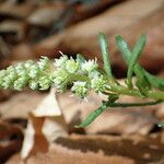 Sesamoides pygmaea Kwiat