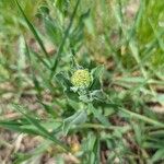 Lepidium drabaLapas