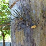 Acrocomia aculeata Corteza