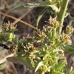 Cichorium intybusFlower