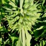 Leonotis nepetifolia Плід