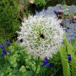 Allium cepa Kwiat