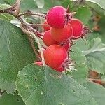 Crataegus coccinea ഫലം