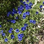 Gentiana angustifolia Yeri