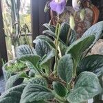 Streptocarpus saxorumLeaf