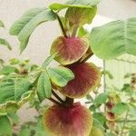 Amicia zygomeris Flower
