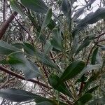 Acacia pycnantha برگ