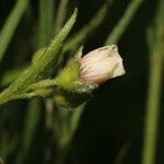 Sida linifolia Frucht