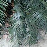 Ceratozamia mexicana برگ