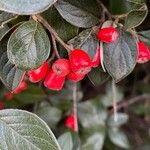 Cotoneaster franchetii Плід